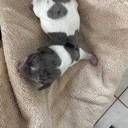 Boy 4 - Piebald male Dachshund puppy in Elfrida, Arizona from Brooke Brumley