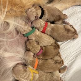 Miss Yellow - Golden female Golden Retriever puppy in Havana, Florida from Golden Gems