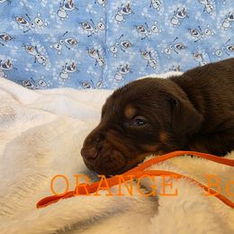 Orange - Red and rust male Doberman Pinscher puppy in Knox, Indiana from Double River Dobermans