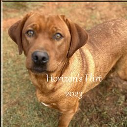 FLIRT - Labrador Retriever