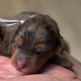 Cookie - Merle female Bernedoodle puppy in Mc Gaheysville, Virginia from Doting Doodles