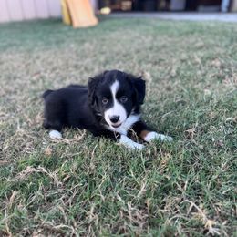 Jonah - Black tri male Miniature Australian Shepherd puppy in Azle, Texas from Weston Family Farms