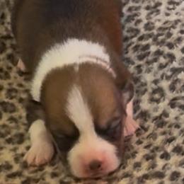 Sable Female 1 - Sable female Pembroke Welsh Corgi puppy in Weatherford, Texas from Flyin H Corgi’s
