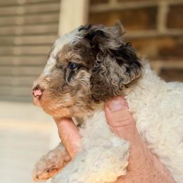 Lavender - Parti female Goldendoodle puppy in Macclenny, Florida from Baker County Goldendoodles
