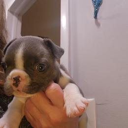 Kara Micro -Mini - Blue female French Bulldog puppy in Fort Myers, Florida from Legends Frenchton's, French Bulldogs ,Boston Terriers, Reindeer chihuahuas & French Bullhuahua's