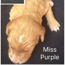 Miss Purple - Cream female Goldendoodle puppy in Powder Springs, Georgia from Ski Family Doodles