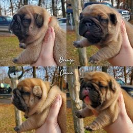 Boston Terrier, Boxer, and French Bulldog Puppies from Azaleas Euro Boxers & Boston Terriers