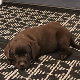 Poppy - Chocolate female Labrador Retriever puppy in Camden, Indiana from Camden's Caring Canines