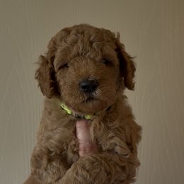 Goldendoodle puppies from Foxi Goldendoodle