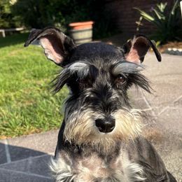 Echo - Miniature Schnauzer