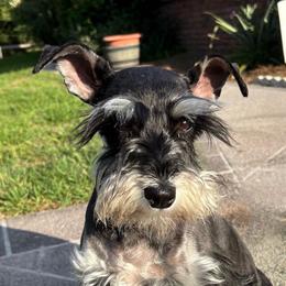 Echo - Miniature Schnauzer