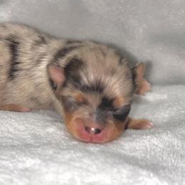 Rosa parks - Blue merle female Pomeranian puppy in Fayetteville, North Carolina from Tar-heel Poms
