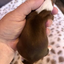 Bentley - Liver and white male Shih Tzu puppy in Big Sandy, Texas from Heart and Soul Shih Tzu