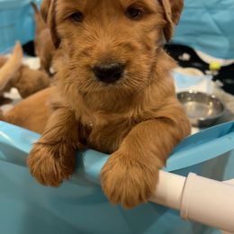 Goldendoodle Puppies from Violet’s Doodles