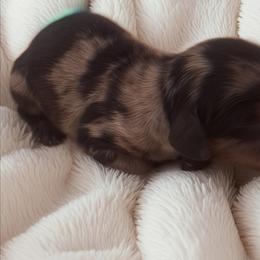 Storm - Dapple male Dachshund puppy in Hiddenite, North Carolina from Dannie's Doxies