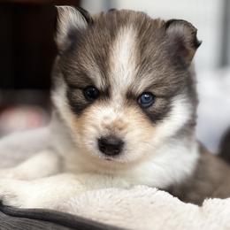 Pomsky Puppies from Bowtique Pomskies