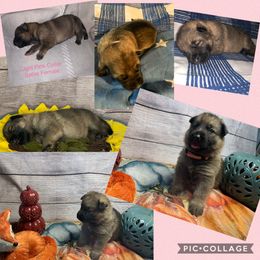 KÜRBIS KLEINER FREYA STRAHL VON VALOR - German Shepherd puppy in Little Rock, Arkansas from Strahl Von Valor Shepherds