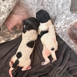 Boy 1 - Liver and white male German Shorthaired Pointer puppy in Marshfield, Missouri from Pebblebrook German Shorthaired Pointers