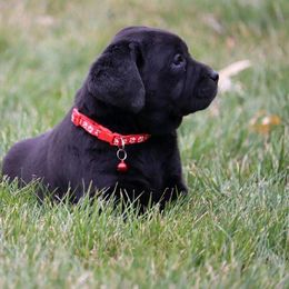Red Female - Black female Labrador Retriever puppy in Archer Lodge, North Carolina from Archer Lodge Labradors