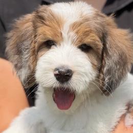 Bernedoodles and Golden Mountain Doodles from RiverSong Doodles