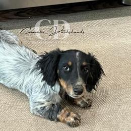 Dachshund Puppies from Camacho_Dachshunds