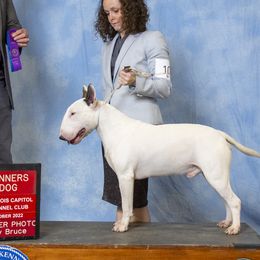 Reno - Bull Terrier