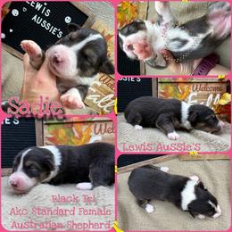 Sadie - Black tri-color female Australian Shepherd puppy in Purcell, Oklahoma from Lewis Aussie’s & Corgi’s