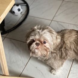 Teddy - Shih Tzu
