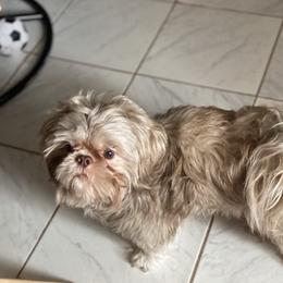 Teddy - Shih Tzu