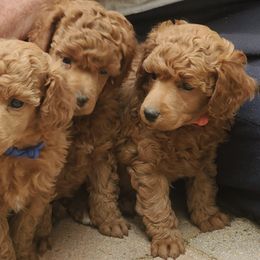 Poodles from Kayekids Poodles