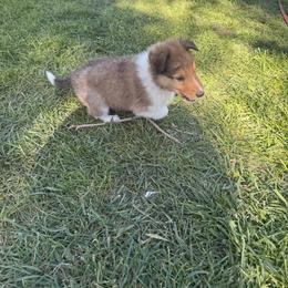Simba - Sable male Collie puppy in Elko, Nevada from Willow Creek Acres Dachshunds & Collies