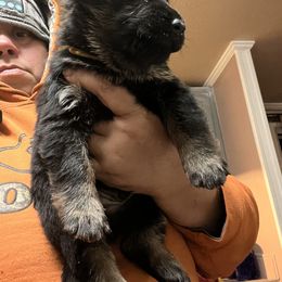 Boy 5 - German Shepherd puppy in Villa Rica, Georgia from Von Wolf GSD’S