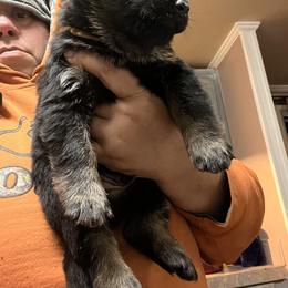 Boy 5 - German Shepherd puppy in Villa Rica, Georgia from Von Wolf GSD’S