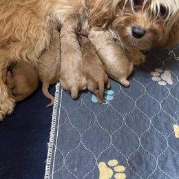Oreo - Red male Cavapoo puppy in River Falls, Wisconsin from Dottie's Doodles