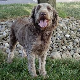 Mia - Labradoodle