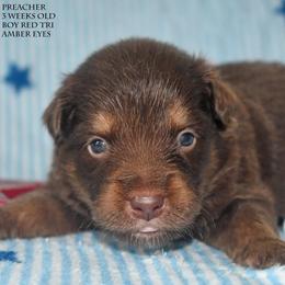 Preacher - Red tri male Miniature Australian Shepherd puppy in Patterson, North Carolina from DreamLine Aussies