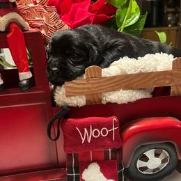 Purple - Black male Labrador Retriever puppy in Heath Springs, South Carolina from Rich Hill Retrievers