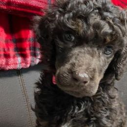 Girl 4 - Stormy - Poodle puppy from Ashton’s Standards