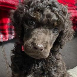 Girl 4 - Stormy - Poodle puppy from Ashton’s Standards