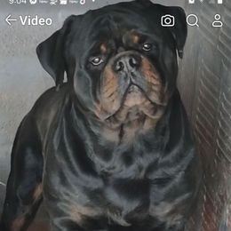 Huky - Rottweiler