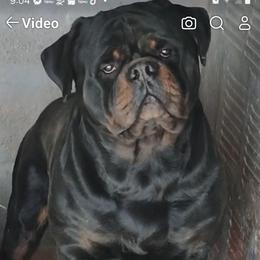 Huky - Rottweiler