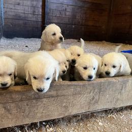 Girlie - Light golden female Golden Retriever puppy in Wilmington, Ohio from Horner Newfoundlands and Golden Retrievers