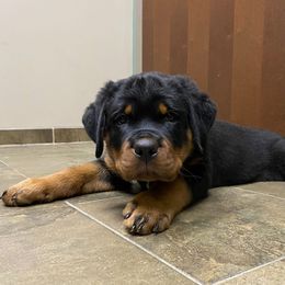 Rottweiler Puppies from CG Rottweilers