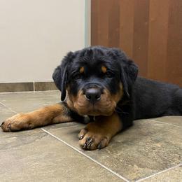 Rottweiler Puppies from CG Rottweilers