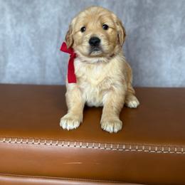 Golden Retriever Female- Red - Golden female Golden Retriever puppy in Piedmont, South Carolina from The Farm at Saluda Ridge