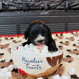 Hal - Black male Cavapoo puppy in Piedmont, Oklahoma from Perdue Puppies