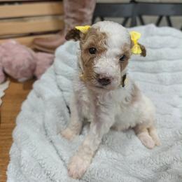 Dixie - Parti female Goldendoodle puppy in Juliette, Georgia from Megan's Goldendoodles