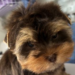 Girl 1 - Chocolate and tan female Yorkshire Terrier puppy in Cocoa, Florida from SummerTime AKC Yorkies