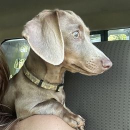 Orion - Dachshund