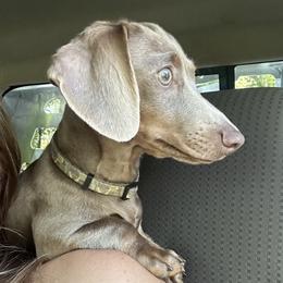 Orion - Dachshund